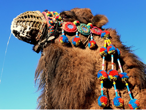 Didim Events – Hosting The Camel Wrestling